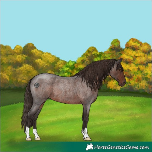Horse Color:Liver Red Roan