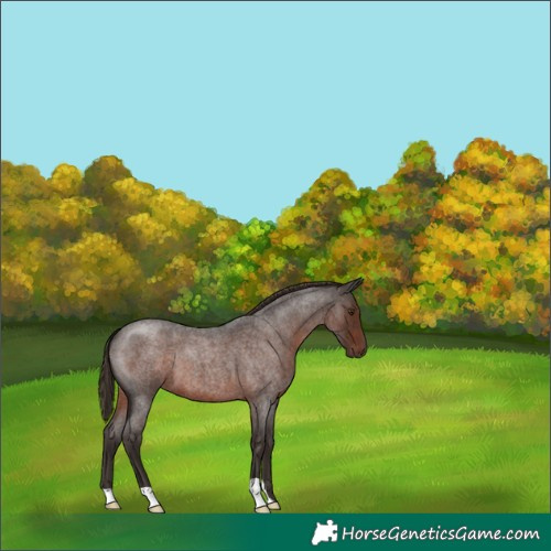 Horse Color:Liver Red Roan 