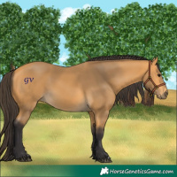 Horse Color:Buckskin 