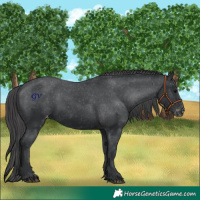 Horse Color:Black Varnish