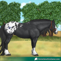 Horse Color:Black Blanket 