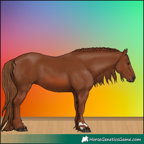 Horse Color:Chestnut 