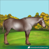Horse Color:Gray Chestnut