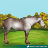 Horse Color:Gray Chestnut