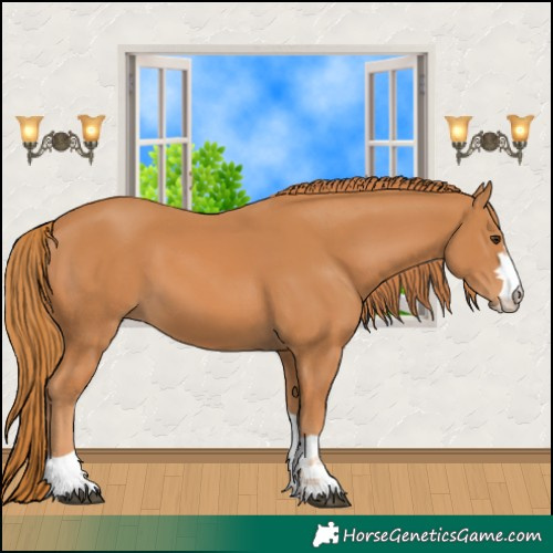Horse Color:Chestnut 