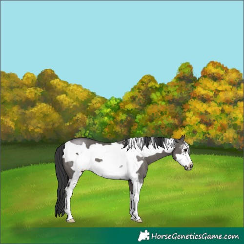 Horse Color:Grullo Sabino Frame