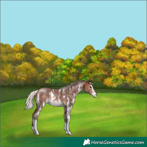 Horse Color:Silver Brown Sabino 