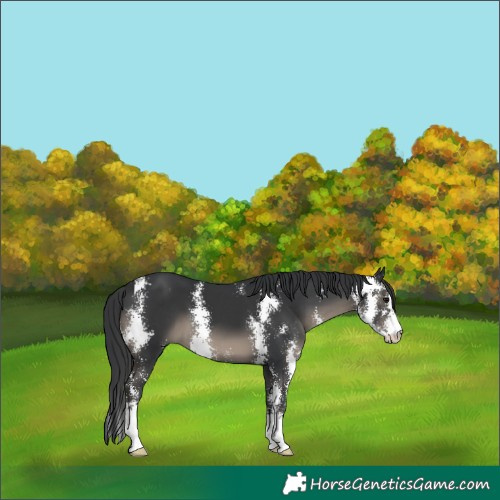 Horse Color:Black Sabino