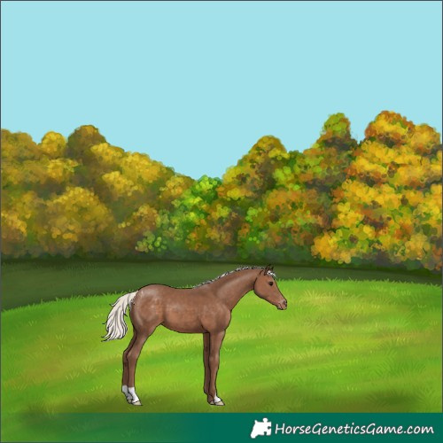 Horse Color:Silver Black Appaloosa 