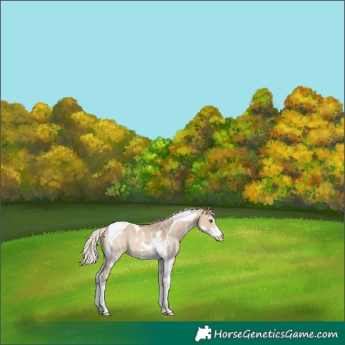 Horse Color:Silver Bay Dun Sabino Tobiano 