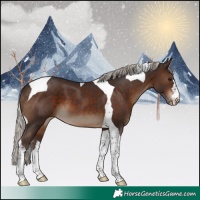 Horse Color:Silver Brown Tobiano 