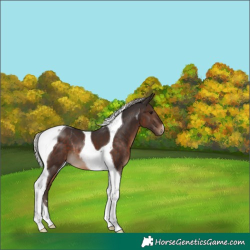 Horse Color:Silver Brown Tobiano 