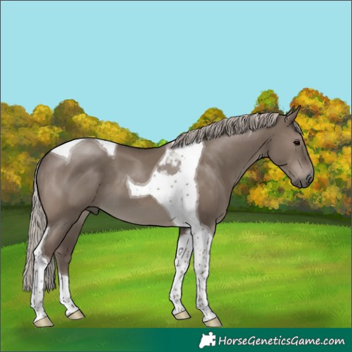 Horse Color:Silver Grullo Tobiano 