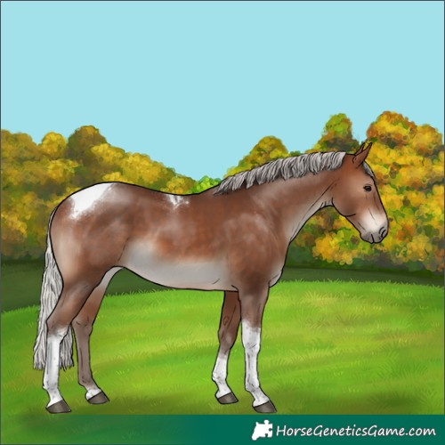 Horse Color:Silver Brown Tobiano 