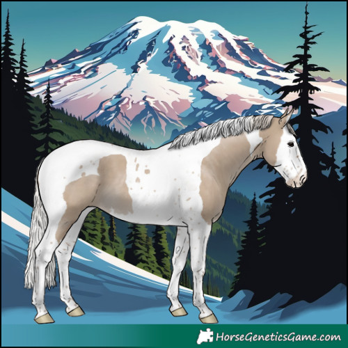 Horse Color:Silver Grullo Splash Tobiano