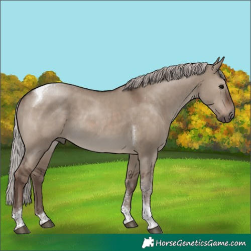 Horse Color:Silver Grullo Tobiano 