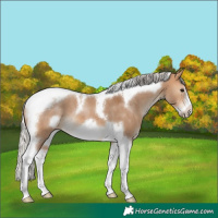 Horse Color:Silver Bay Dun Tobiano Frame 