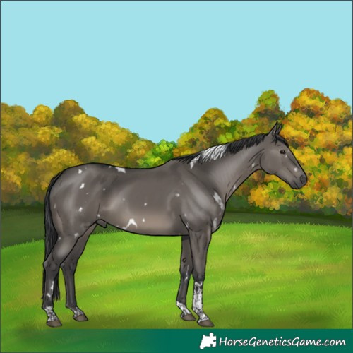 Horse Color:White Spotted Grullo Tobiano 