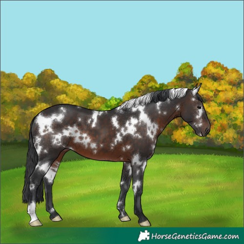 Horse Color:White Spotted Brown 
