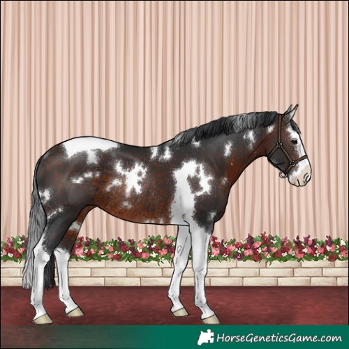 Horse Color:White Spotted Bay Splash Tobiano Rabicano 