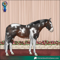 Horse Color:White Spotted Bay Splash Tobiano Rabicano