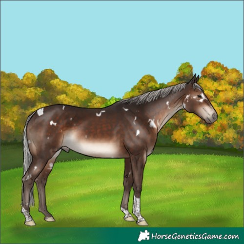 Horse Color:White Spotted Silver Brown Tobiano Rabicano 