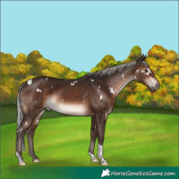 Horse Color:White Spotted Silver Brown Tobiano Rabicano