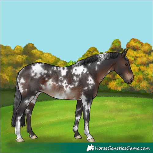 Horse Color:White Spotted Brown Rabicano 