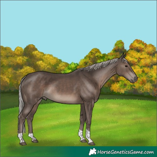 Horse Color:Silver Black Tobiano Rabicano 