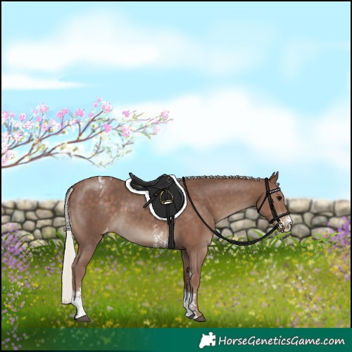Horse Color:Silver Black Sabino Appaloosa