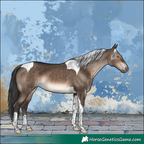 Horse Color:Brown Dun Tobiano 