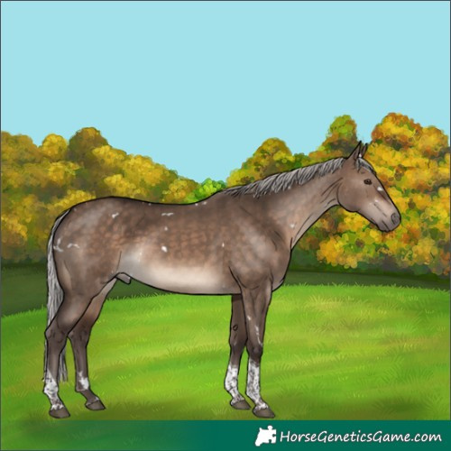 Horse Color:White Spotted Silver Brown Dun Tobiano Rabicano 