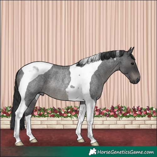 Horse Color:Blue Roan Tobiano Rabicano 