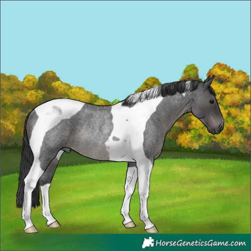 Horse Color:Blue Roan Tobiano Rabicano