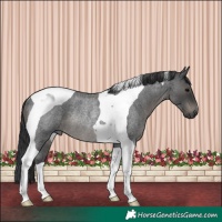 Horse Color:Blue Roan Tobiano Rabicano