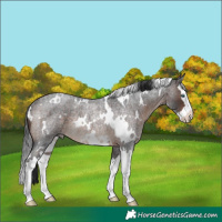 Horse Color:White Spotted Brown Roan Splash Rabicano