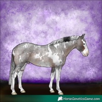 Horse Color:White Spotted Brown Roan Splash Rabicano 