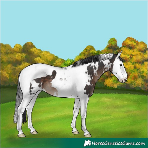 Horse Color:White Spotted Brown Splash Tobiano 
