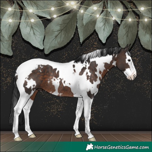 Horse Color:White Spotted Brown Splash Tobiano Rabicano 