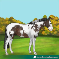 Horse Color:White Spotted Brown Splash Tobiano Rabicano 