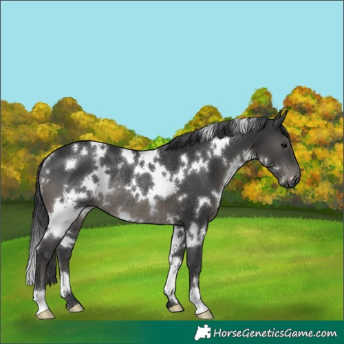 Horse Color:White Spotted Black Rabicano 