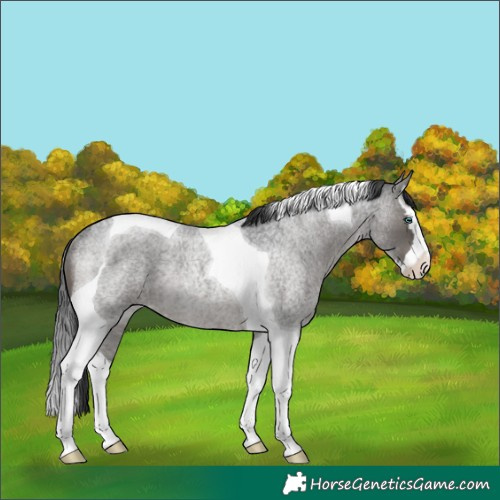 Horse Color:Blue Roan Splash Tobiano Rabicano 