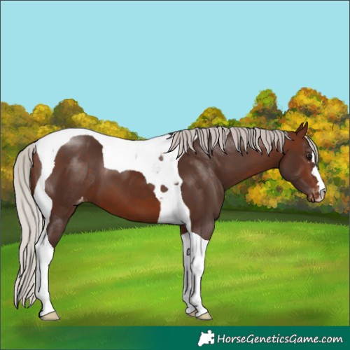 Horse Color:Silver Brown Tobiano Varnish