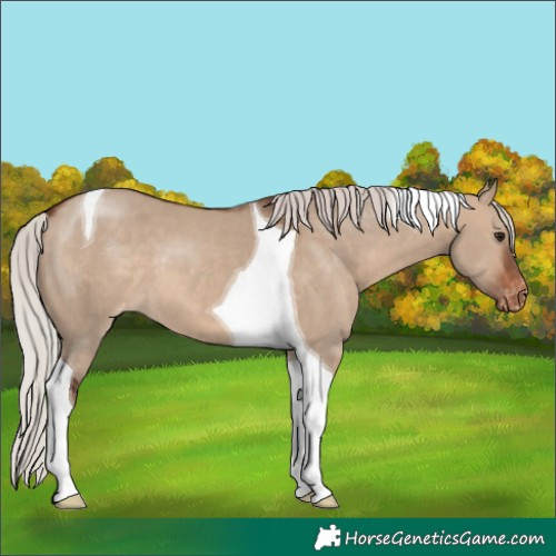 Horse Color:Silver Brown Dun Tobiano Appaloosa