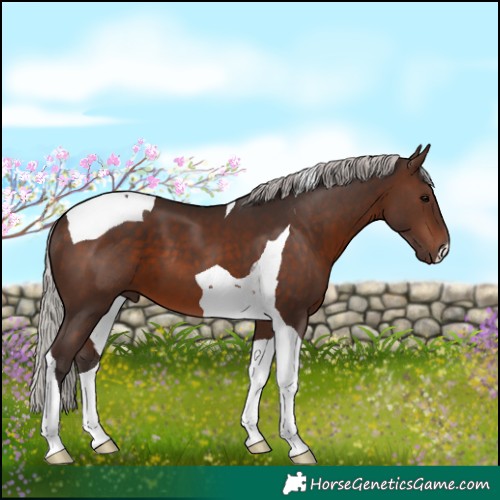 Horse Color:Silver Brown Tobiano