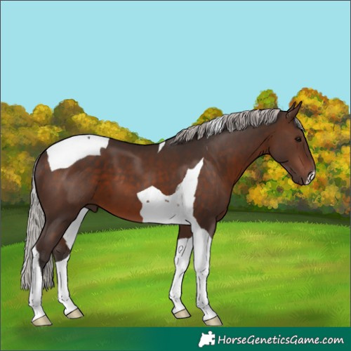 Horse Color:Silver Brown Tobiano 
