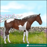 Horse Color:Silver Brown Tobiano