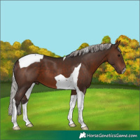 Horse Color:Silver Brown Tobiano 