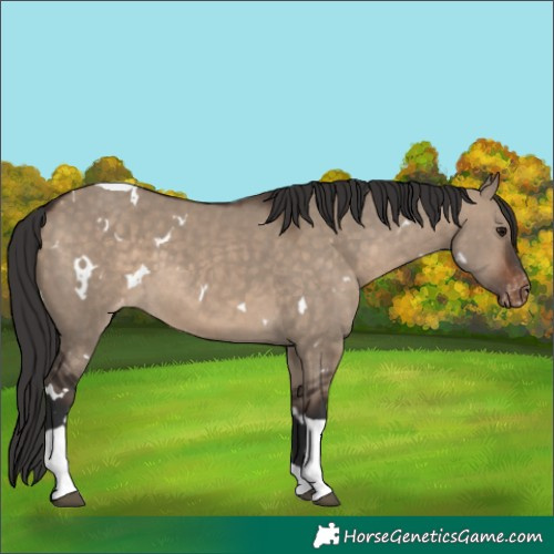 Horse Color:White Spotted Brown Dun Tobiano Appaloosa 