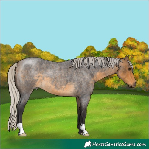 Horse Color:Silver Buckskin Roan